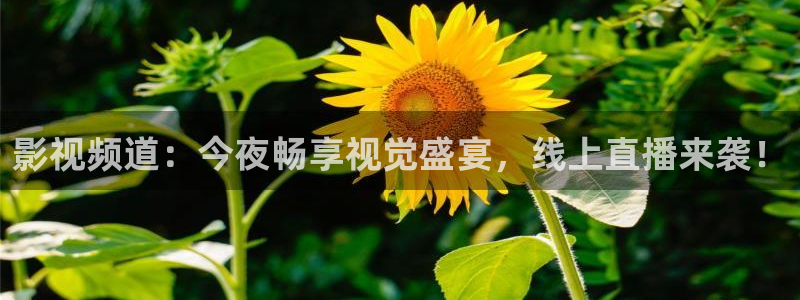 神马不卡电影网：影视频道：今夜畅享视觉盛宴，线上直播来袭！
